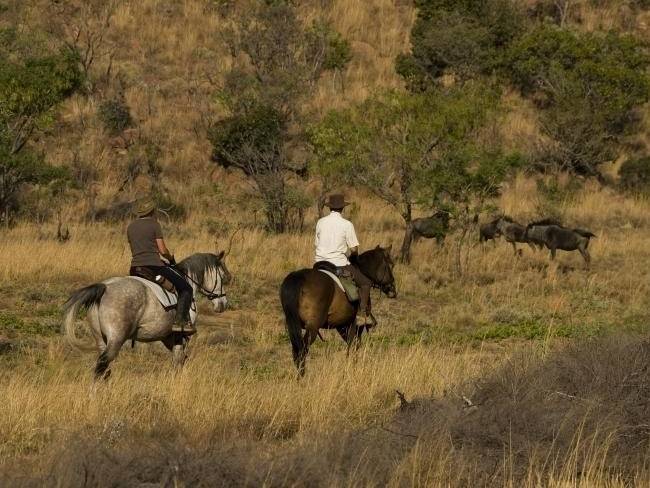 Horse Safari